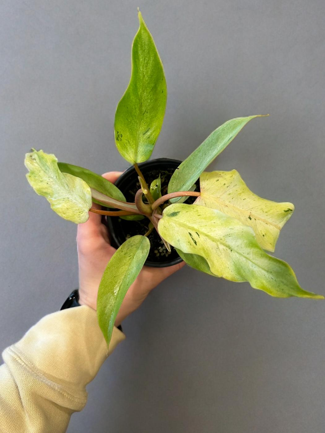Philodendron Snowdrift  - 4 inch