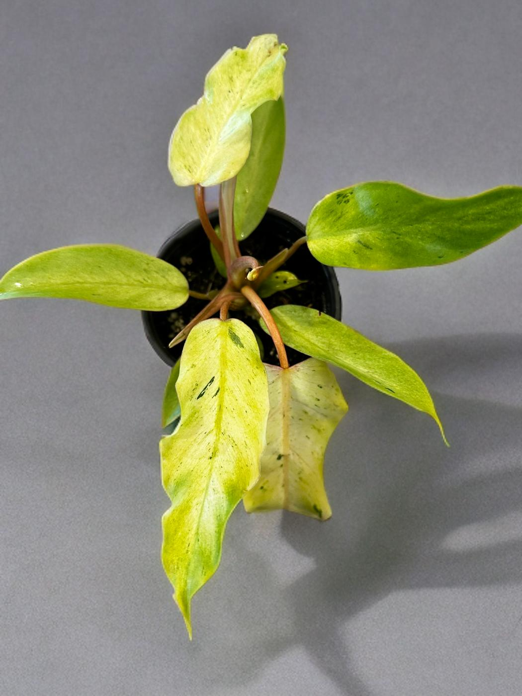 Philodendron Snowdrift  - 4 inch