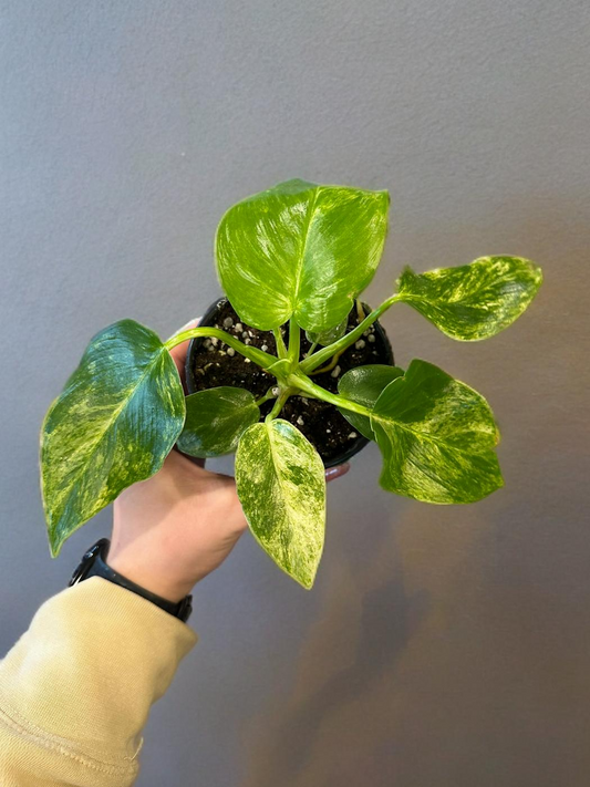 Philodendron Giganteum Blizzard-  4 inch
