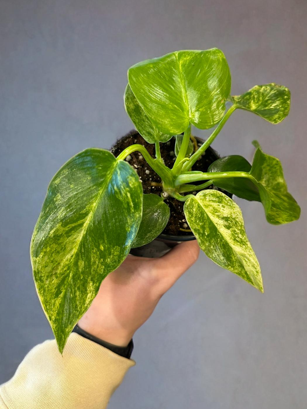 Philodendron Giganteum Blizzard-  4 inch