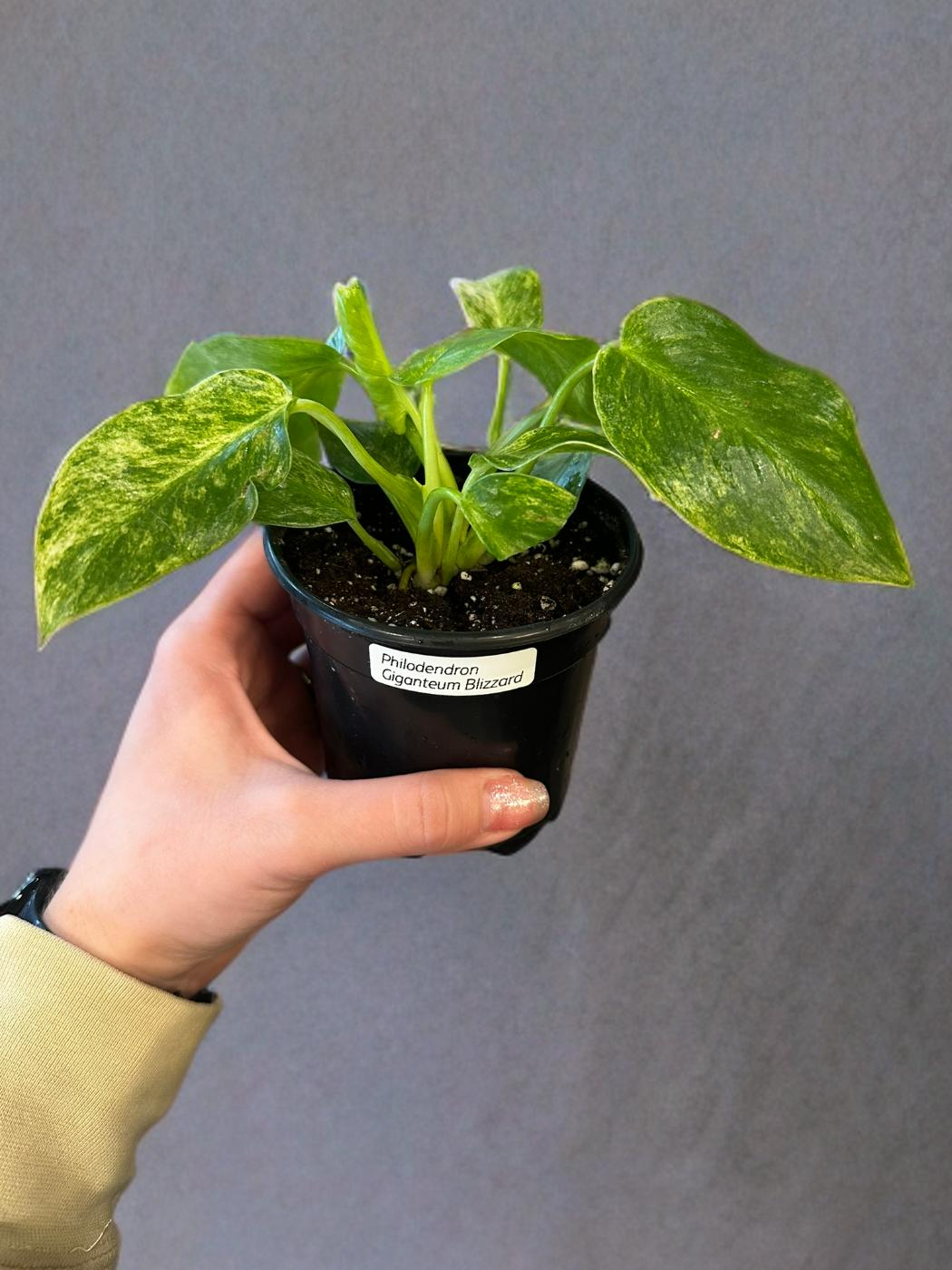 Philodendron Giganteum Blizzard-  4 inch