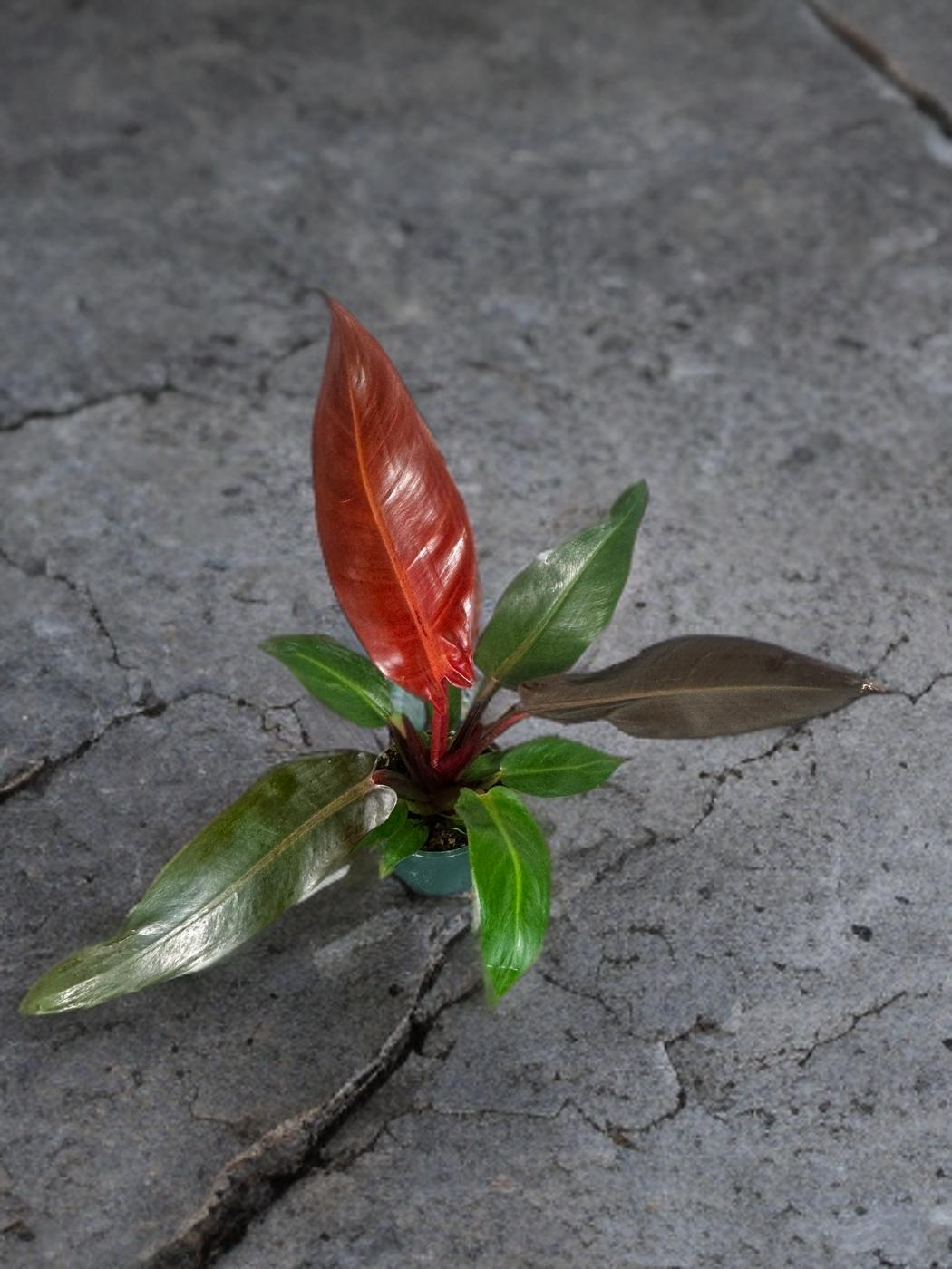 Philodendron Imperial Red - 4 inch