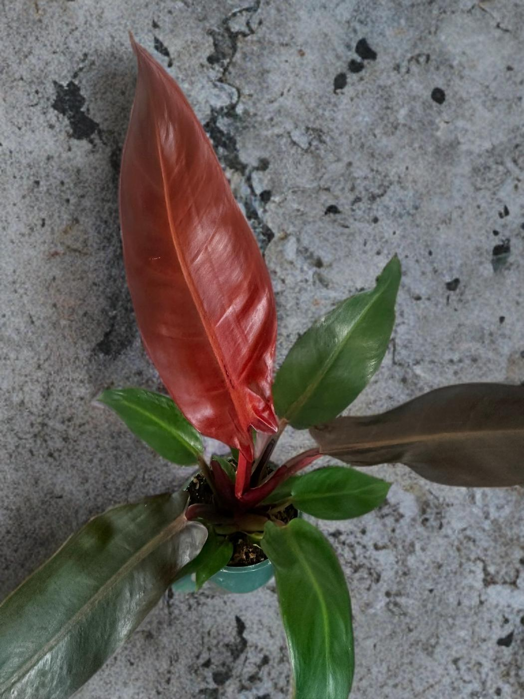 Philodendron Imperial Red - 4 inch