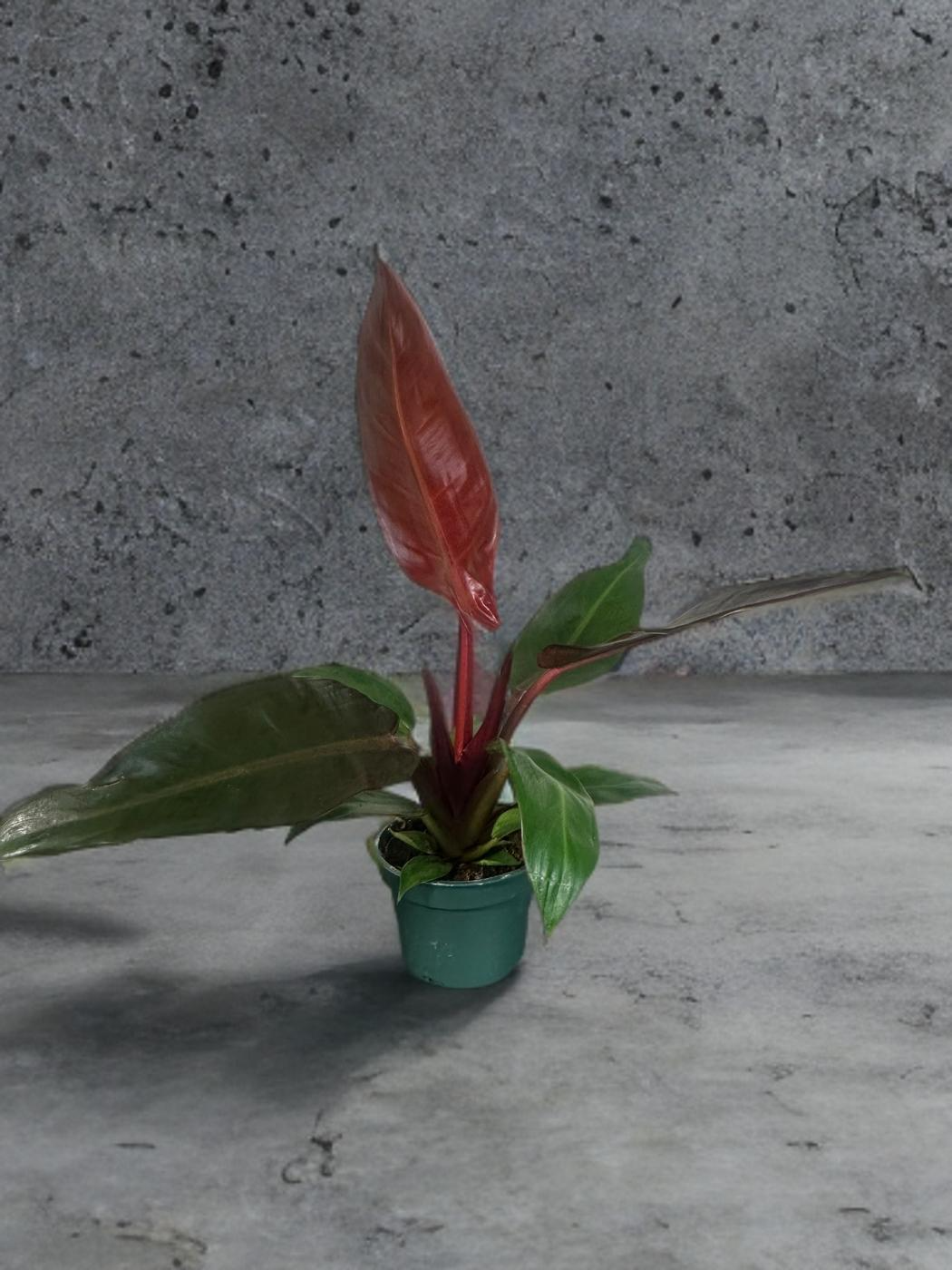 Philodendron Imperial Red - 4 inch