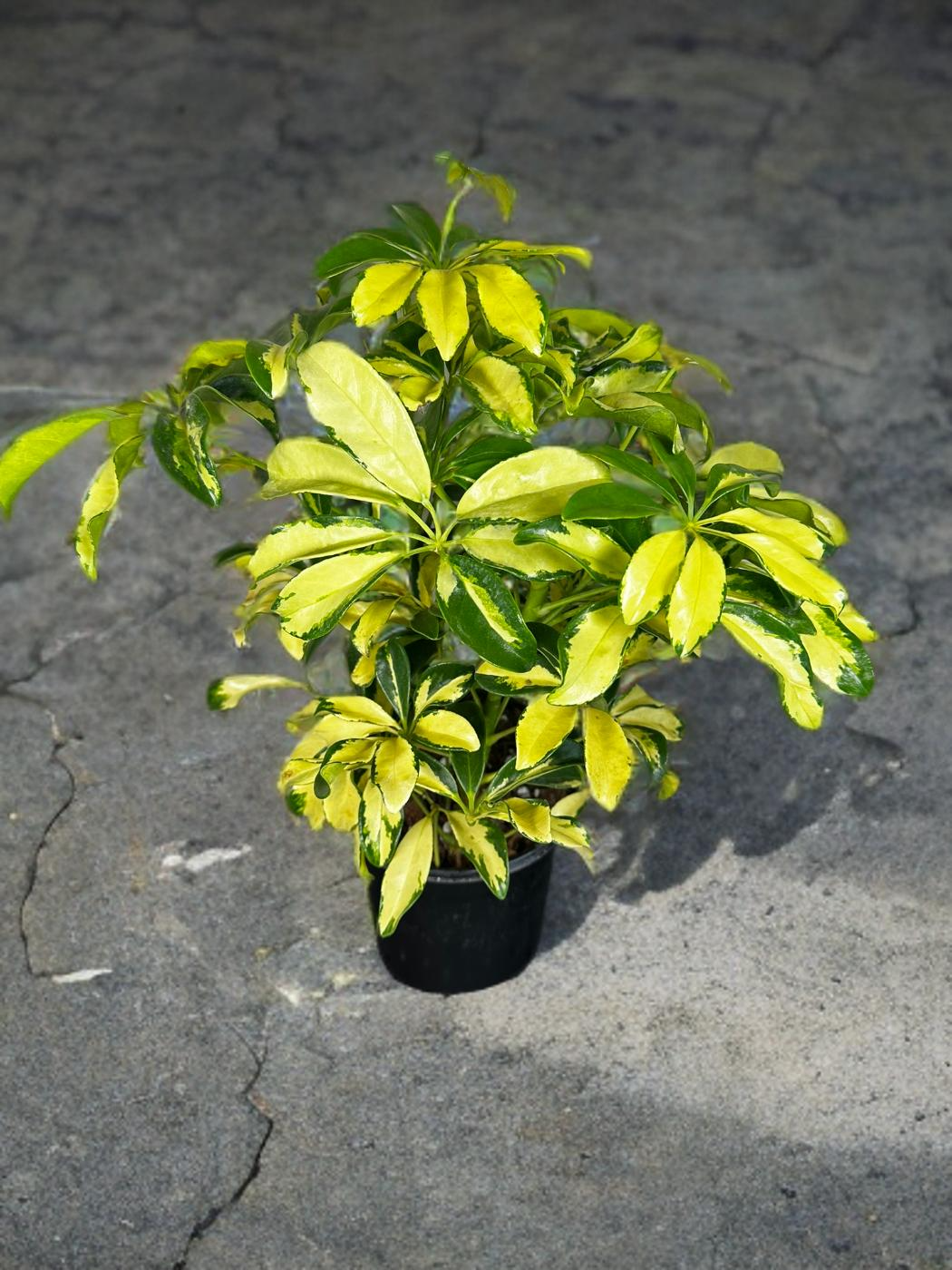 Variegated Umbrella Tree -Schefflera Arboricola - 6 inch