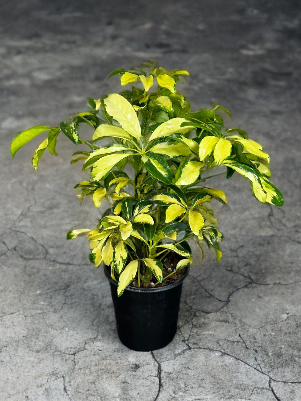 Variegated Umbrella Tree -Schefflera Arboricola - 6 inch