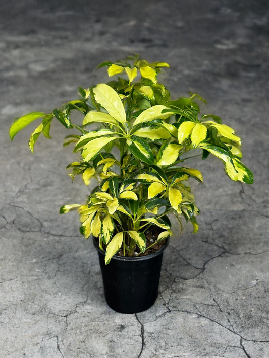Variegated Umbrella Tree -Schefflera Arboricola - 6 inch