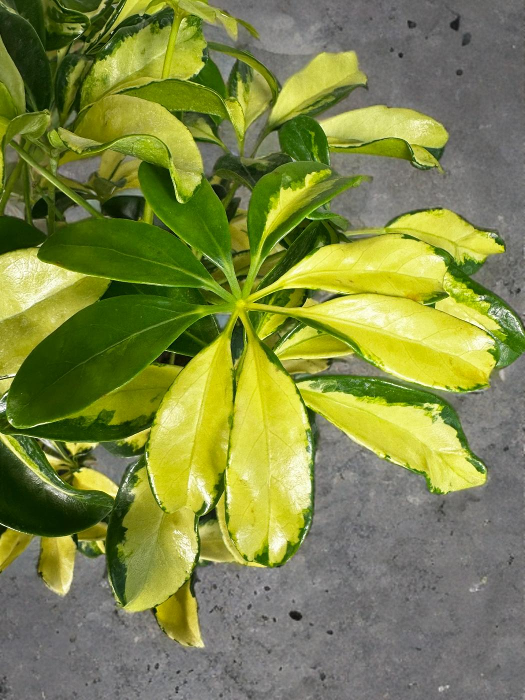 Variegated Umbrella Tree -Schefflera Arboricola - 6 inch