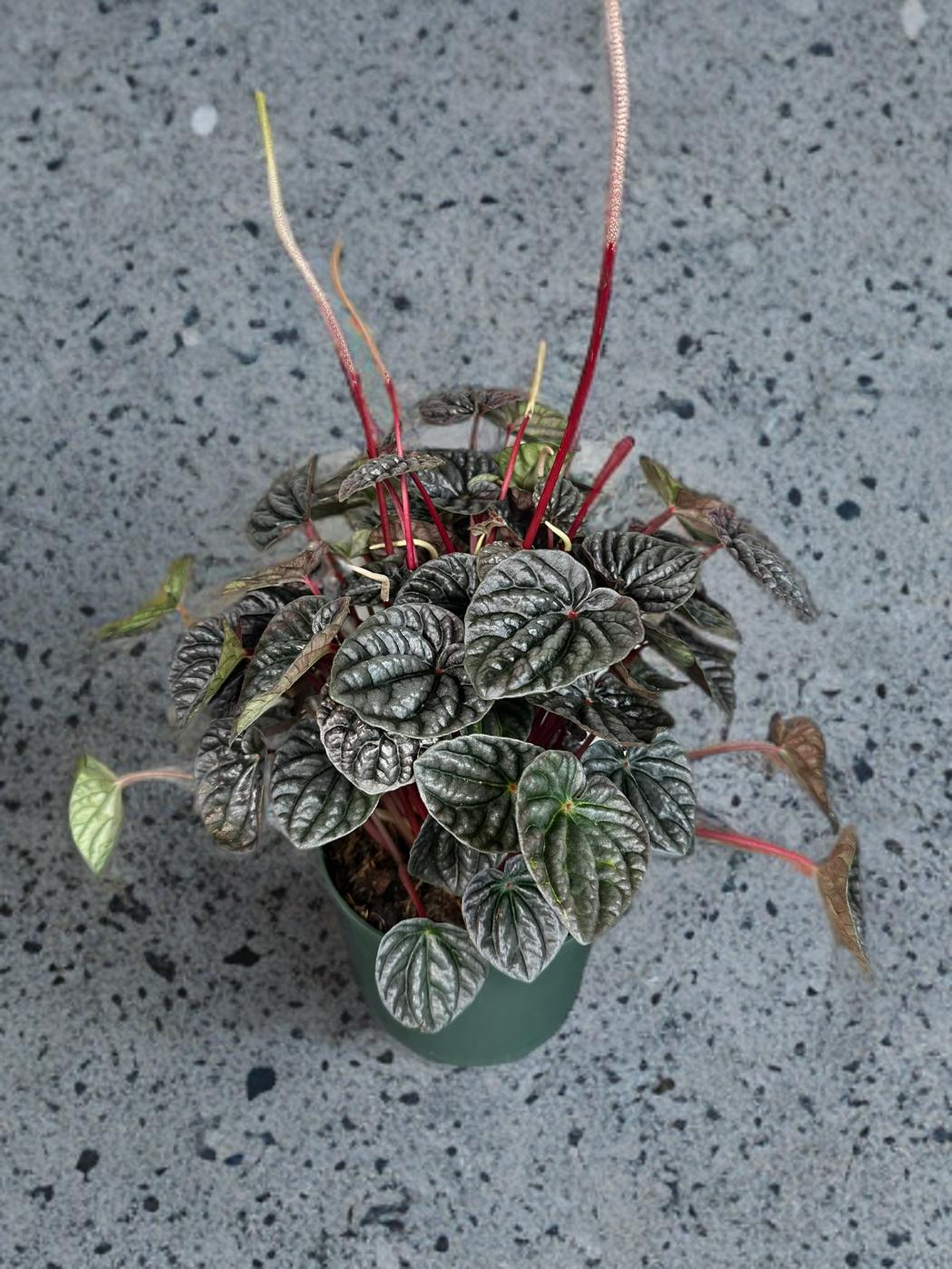 Peperomia Luna Red - 6 inch