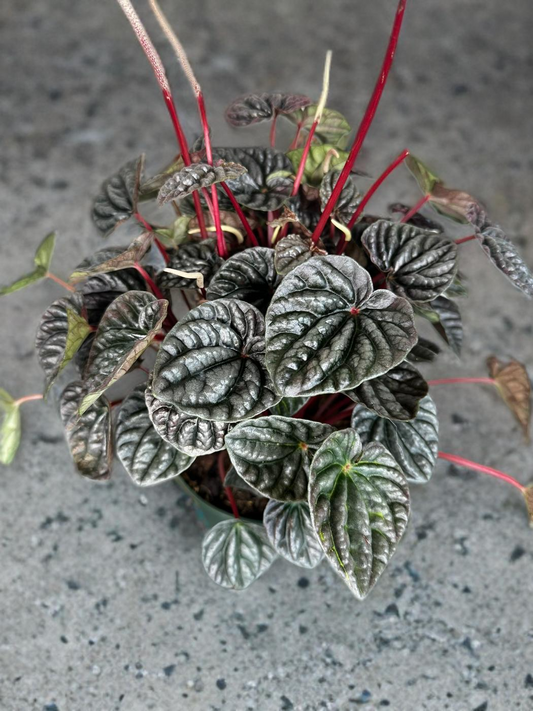 Peperomia Luna Red - 6 inch