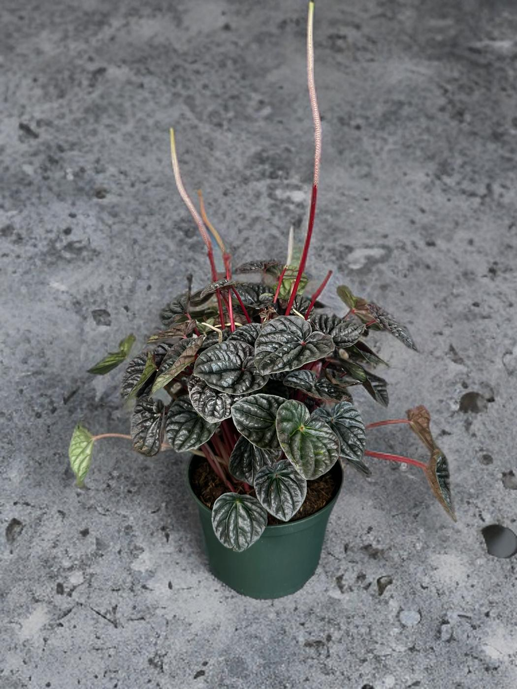 Peperomia Luna Red - 6 inch