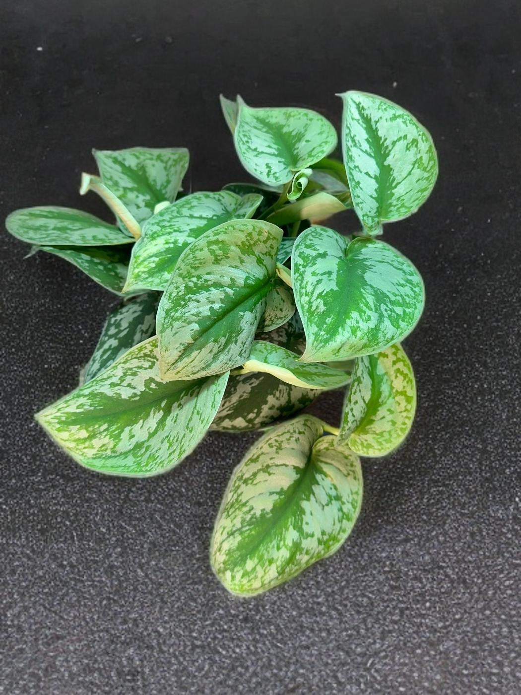 Scindapsus - 6 inch