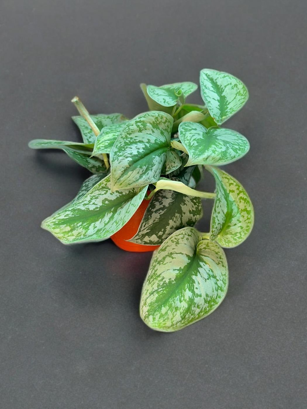 Scindapsus - 6 inch