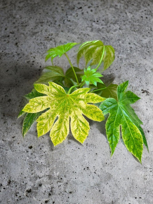 Fatsia Spider- 6 inch