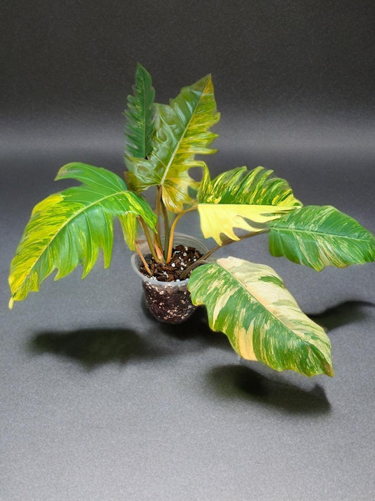 Philodendron Caramel Marble - 6 inch
