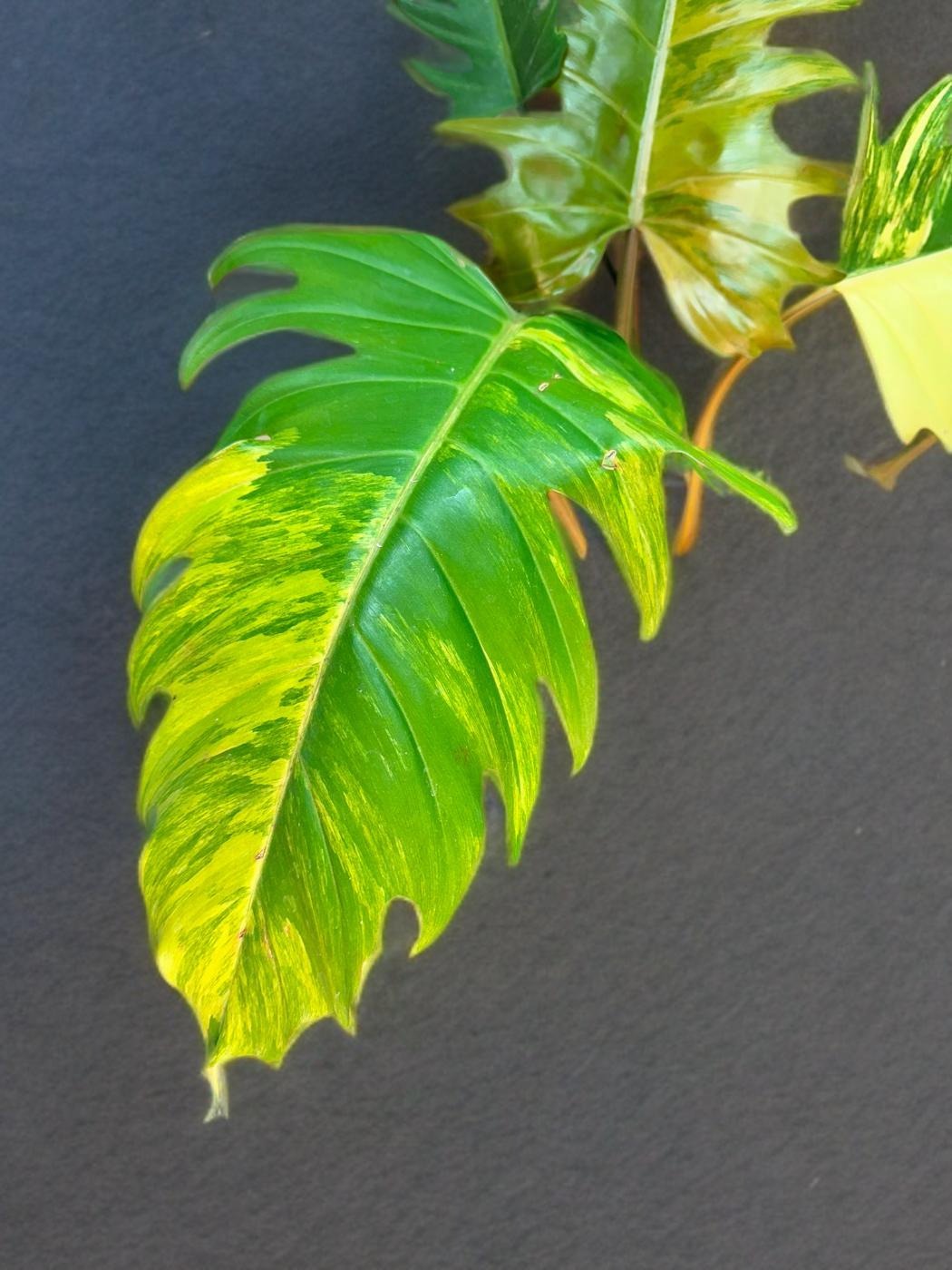 Philodendron Caramel Marble - 6 inch