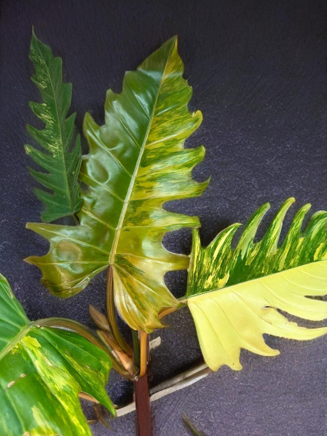 Philodendron Caramel Marble - 6 inch
