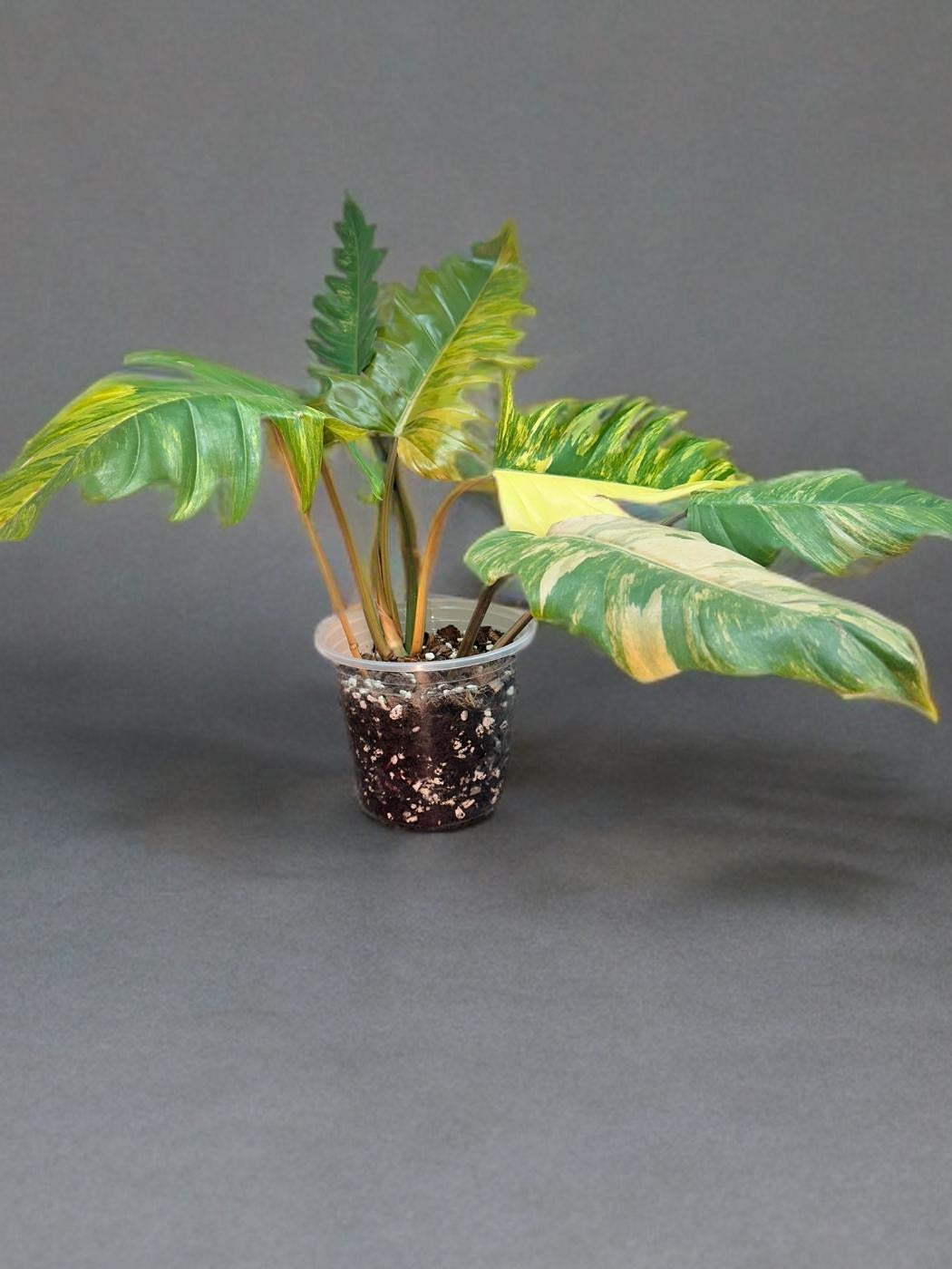 Philodendron Caramel Marble - 6 inch