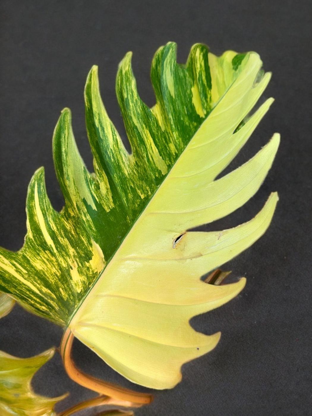 Philodendron Caramel Marble - 6 inch