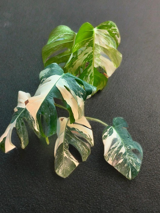 Monstera Deliciosa Albo Variegated- 6 inch