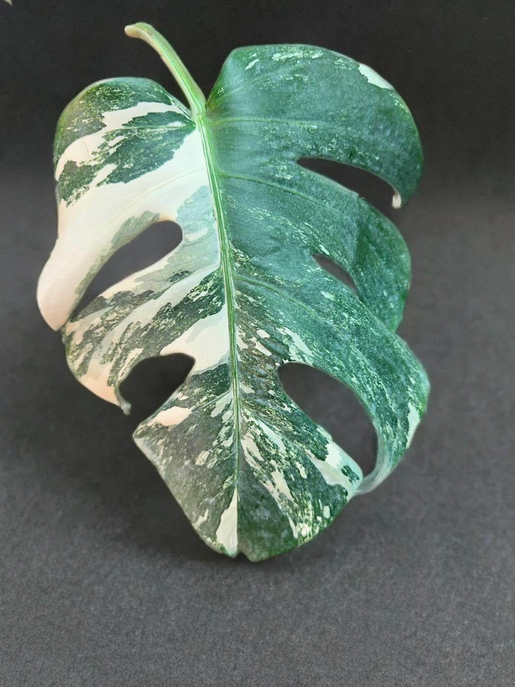 Monstera Deliciosa Albo Variegated- 6 inch