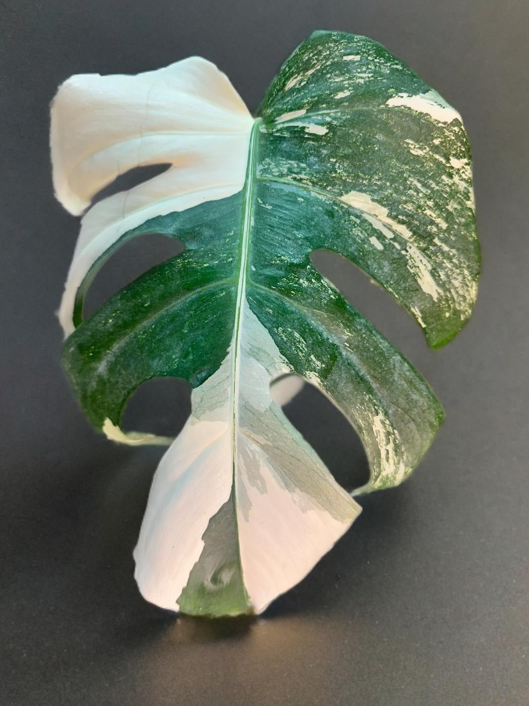 Monstera Deliciosa Albo Variegated- 6 inch