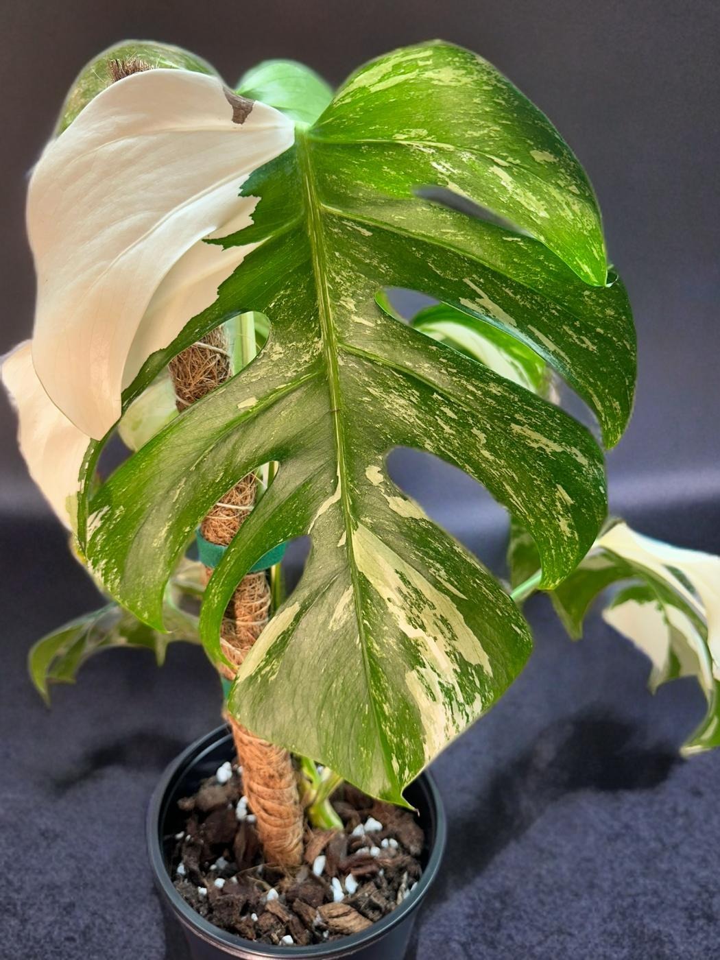 Monstera Deliciosa Albo Variegated- 6 inch