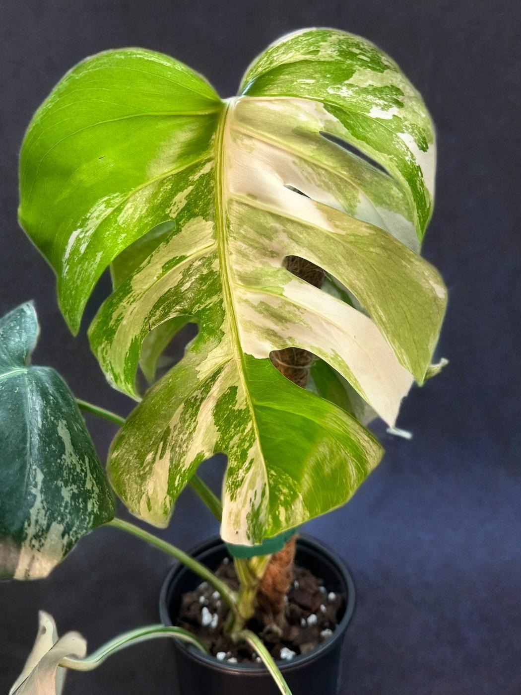 Monstera Deliciosa Albo Variegated- 6 inch
