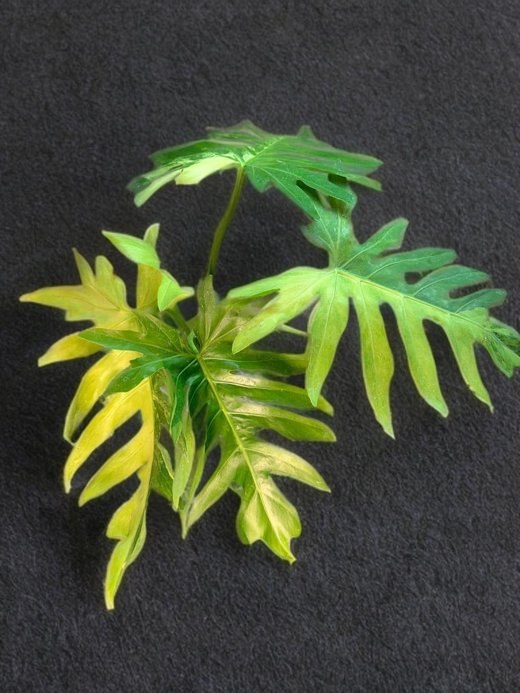 Philodendron Radiatum Variegated- 6 inch