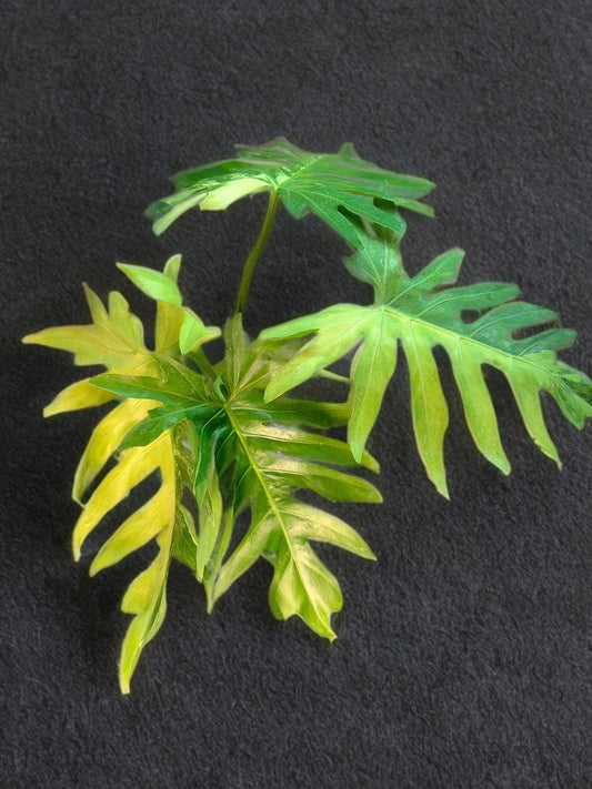 Philodendron Radiatum Variegated- 6 inch