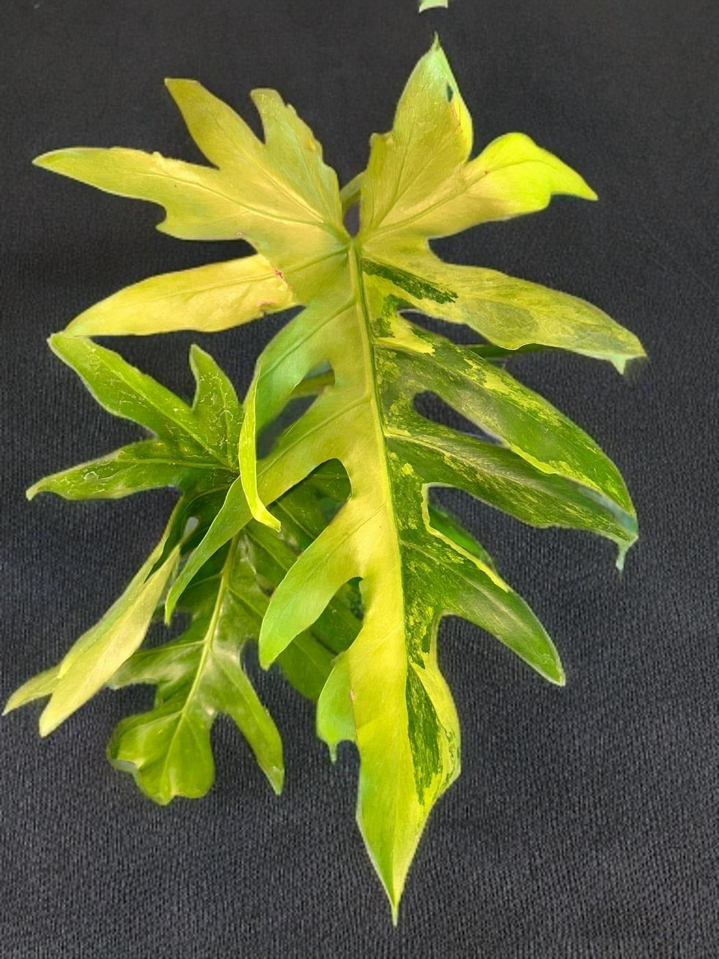 Philodendron Radiatum Variegated- 6 inch