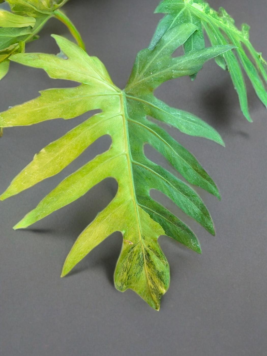 Philodendron Radiatum Variegated- 6 inch