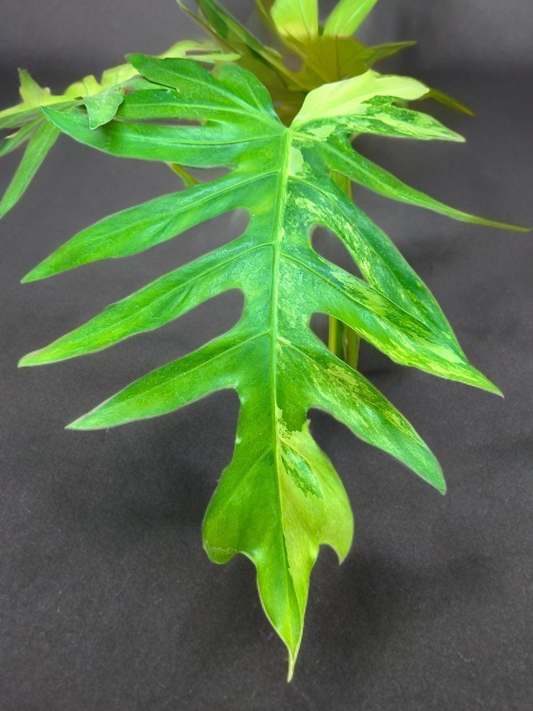 Philodendron Radiatum Variegated- 6 inch