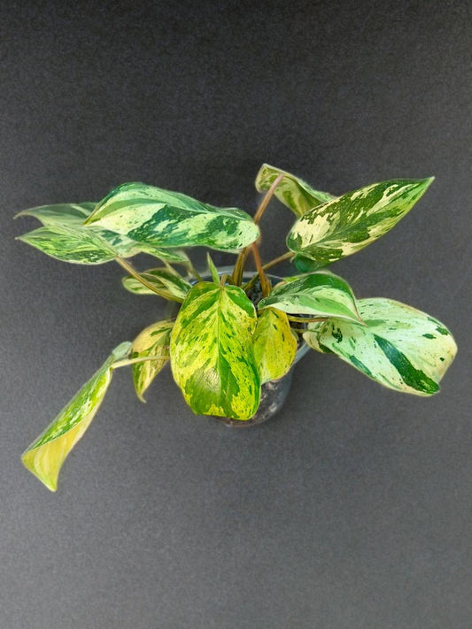 Philodendron Emerald Queen - 4 inch
