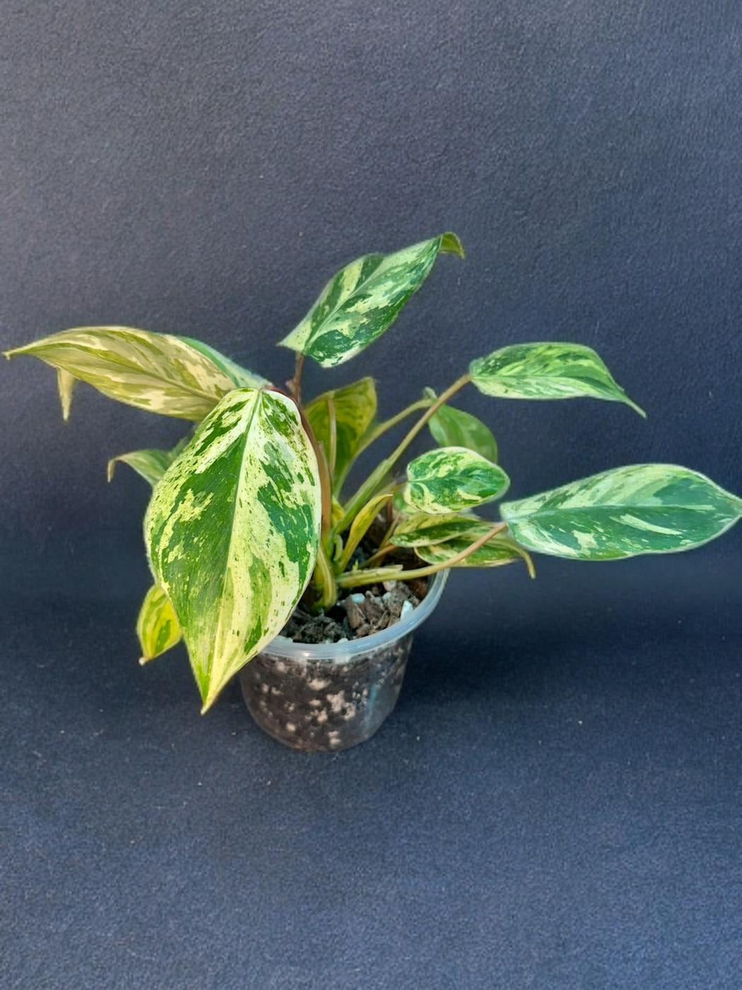 Philodendron Emerald Queen - 4 inch
