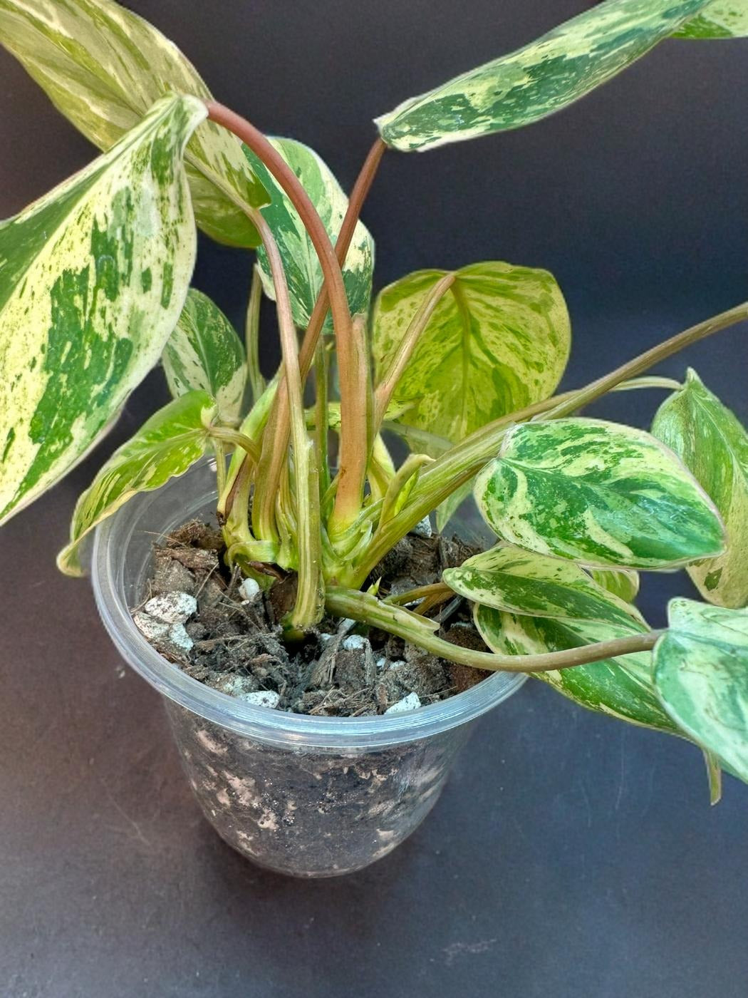 Philodendron Emerald Queen - 4 inch