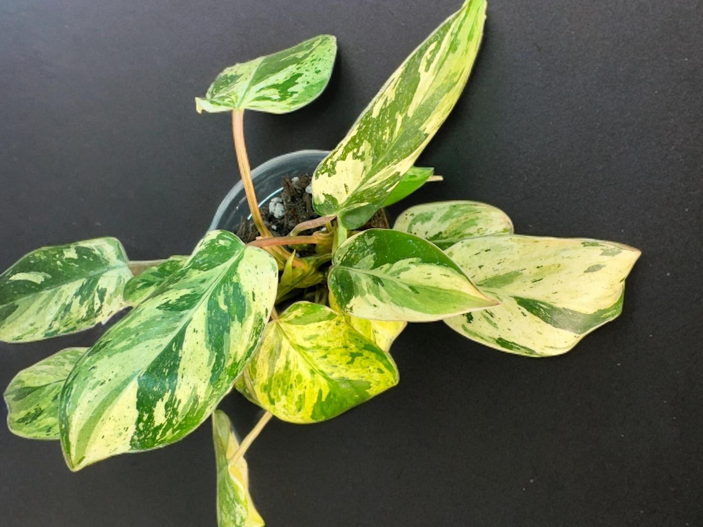 Philodendron Emerald Queen - 4 inch