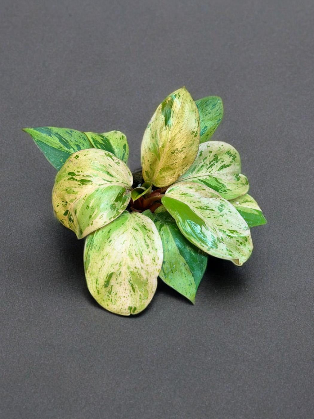 Philodendron Congo Dwarf Variegated - 4 inch