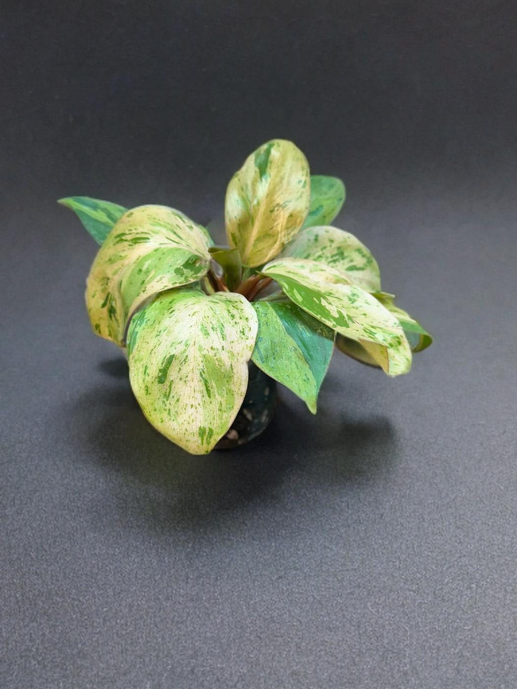 Philodendron Congo Dwarf Variegated - 4 inch