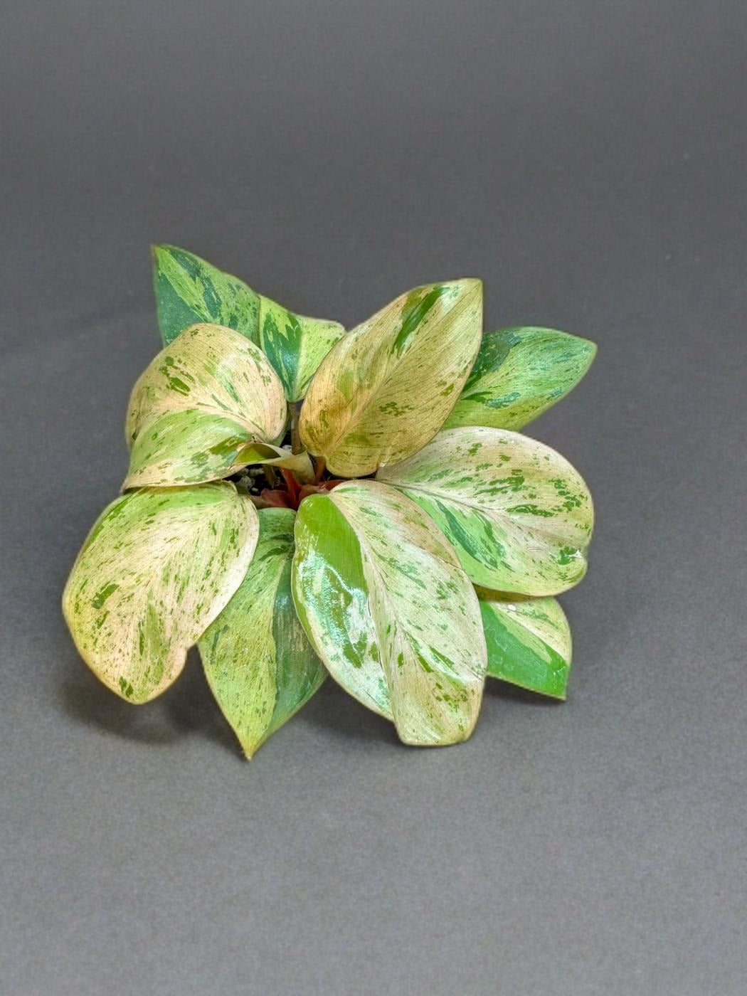 Philodendron Congo Dwarf Variegated - 4 inch
