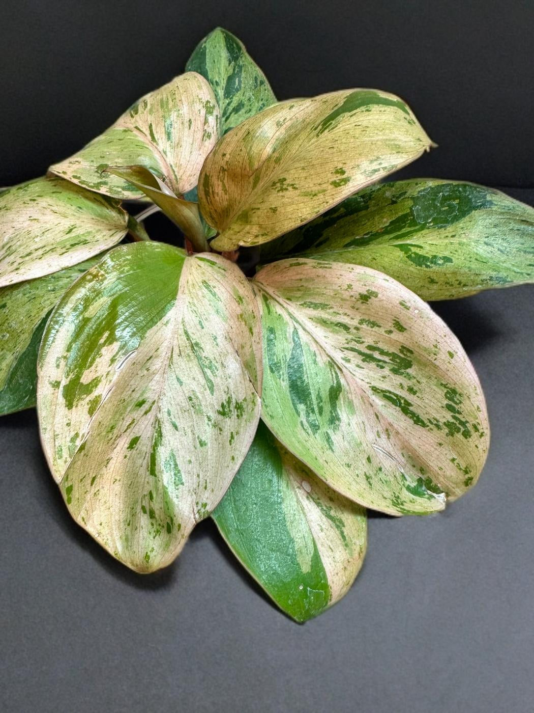 Philodendron Congo Dwarf Variegated - 4 inch