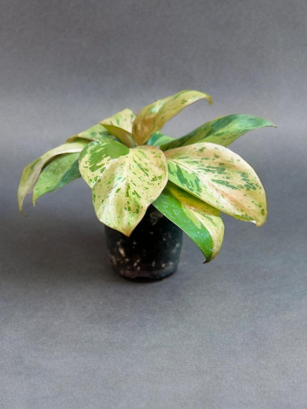Philodendron Congo Dwarf Variegated - 4 inch