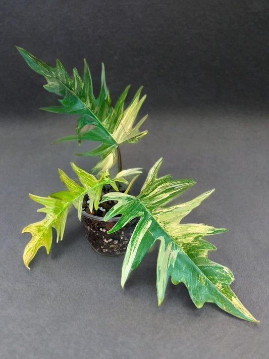 Philodendron Florida Beauty × Tortum - 4 inch