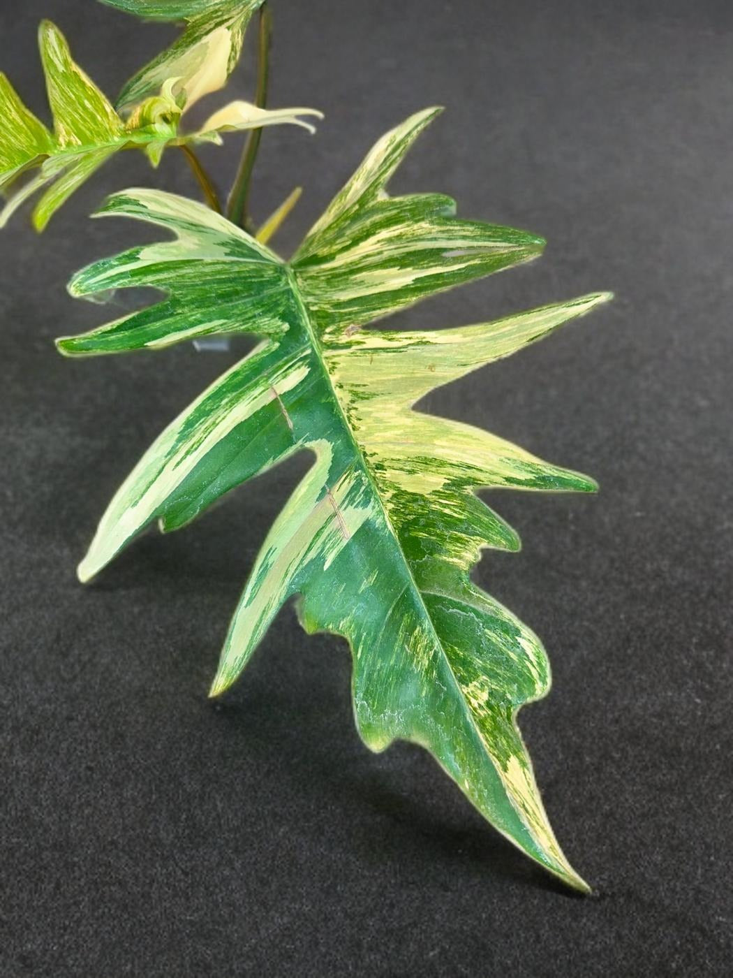 Philodendron Florida Beauty × Tortum - 4 inch