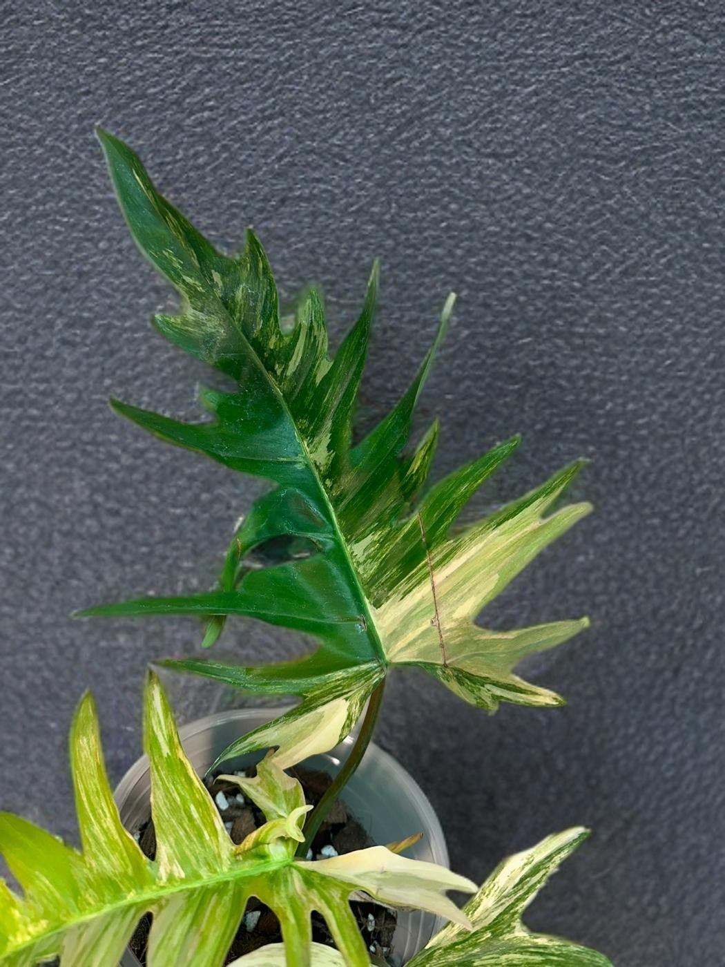 Philodendron Florida Beauty × Tortum - 4 inch