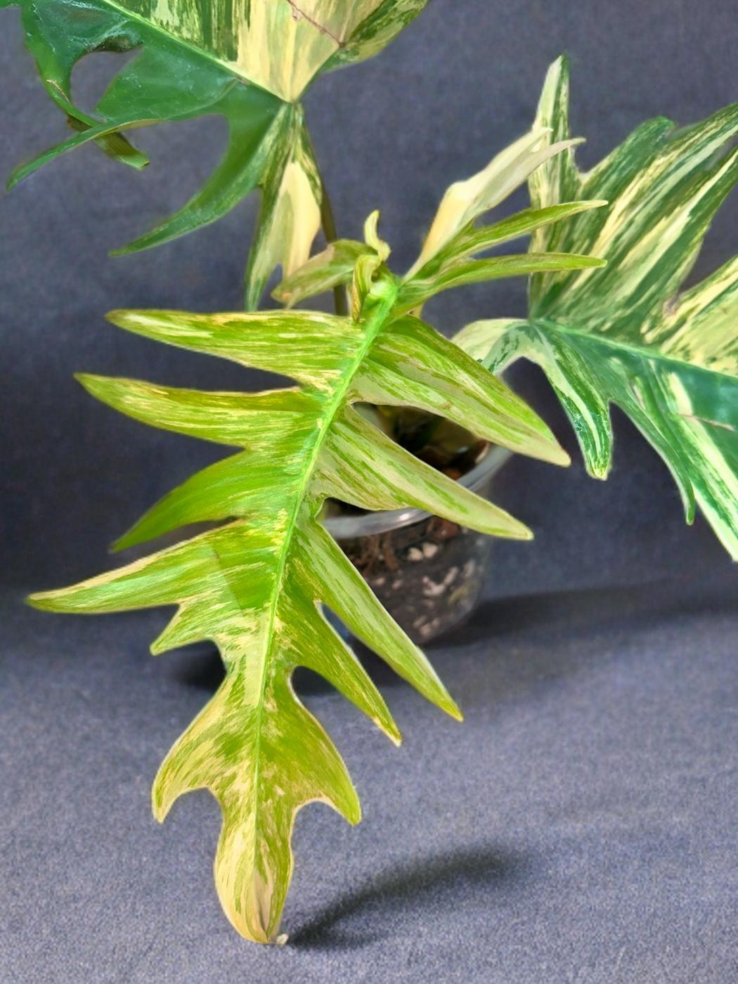 Philodendron Florida Beauty × Tortum - 4 inch