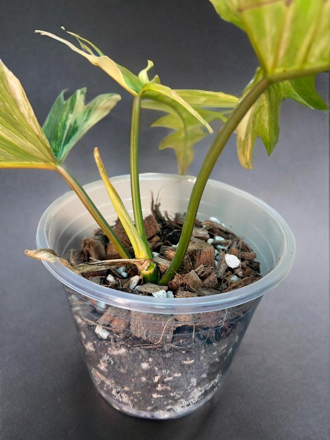 Philodendron Florida Beauty × Tortum - 4 inch