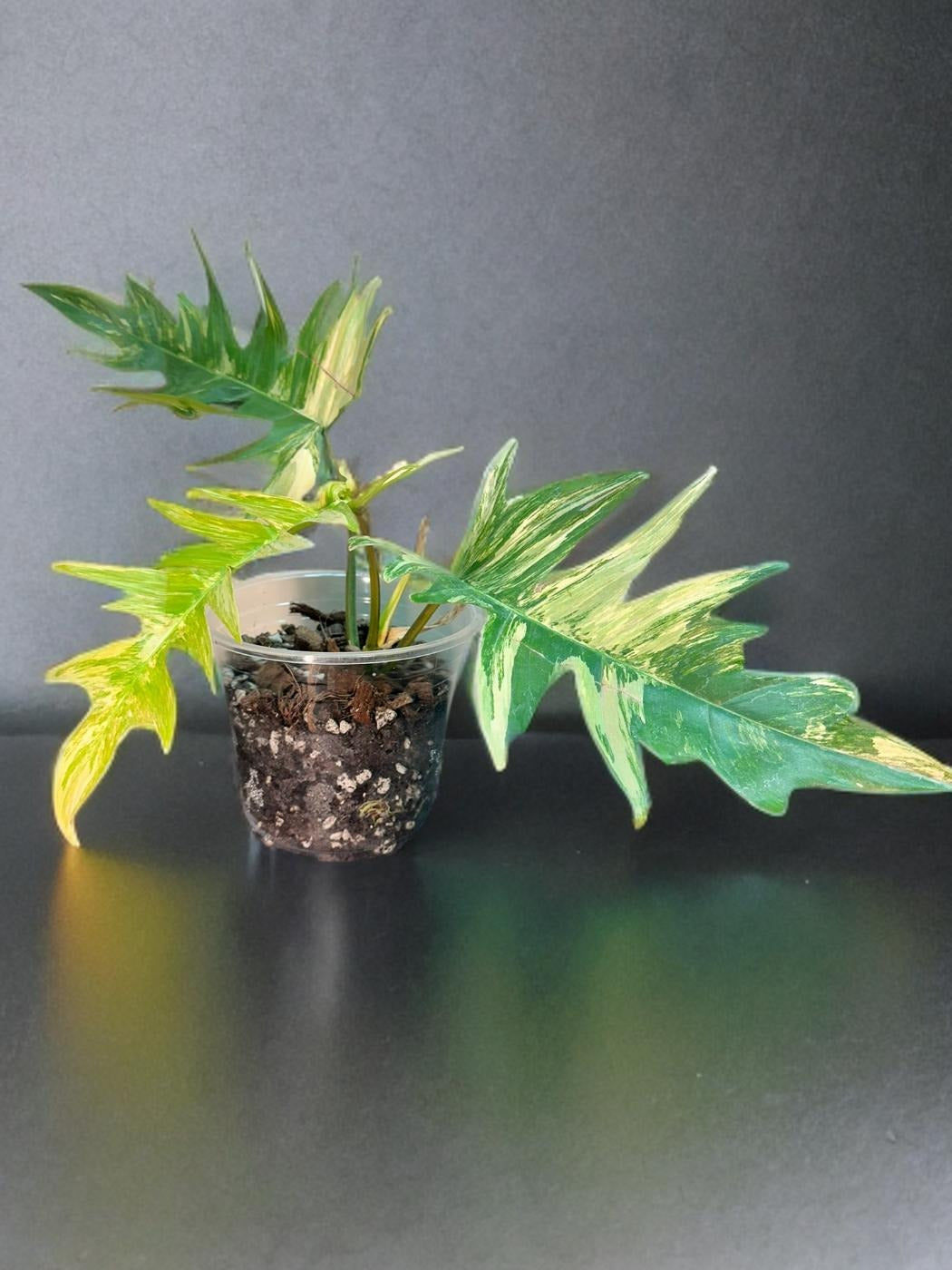 Philodendron Florida Beauty × Tortum - 4 inch