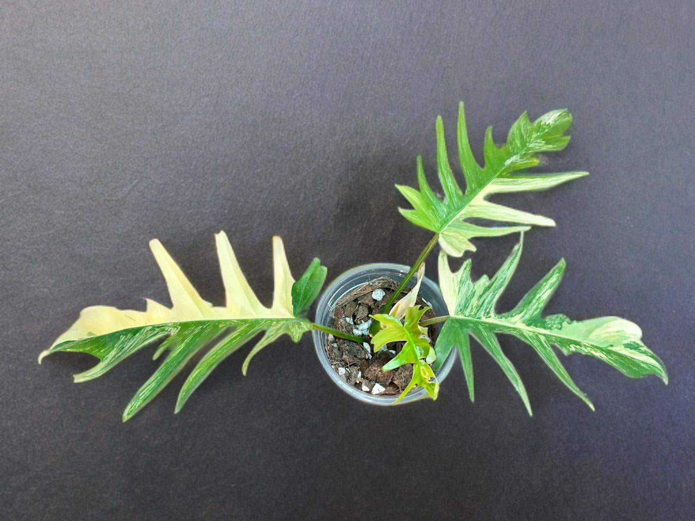 Philodendron Florida Beauty × Tortum - 4 inch
