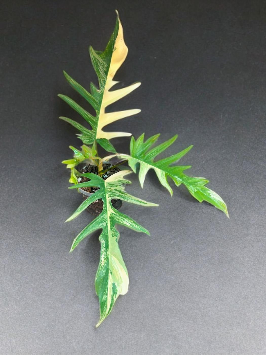 Philodendron Florida Beauty × Tortum - 4 inch